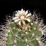 Gymnocalycium nigriareolatum curvispinum P1030600.JPG